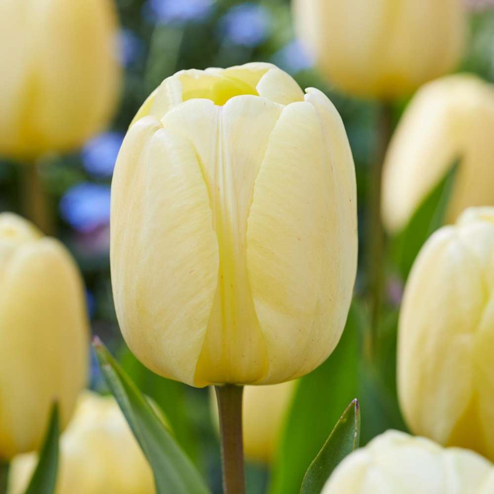Tulipan 'Ivory Floradale'